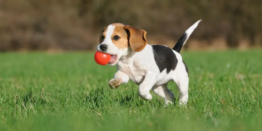 Are Beagles Good for Apartments? What Every Owner Should Know