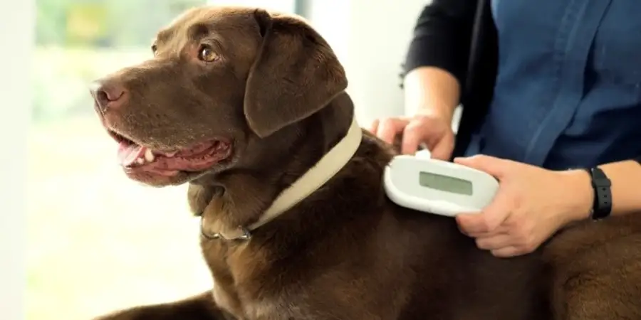 How Technology Is Changing Pet Care in India