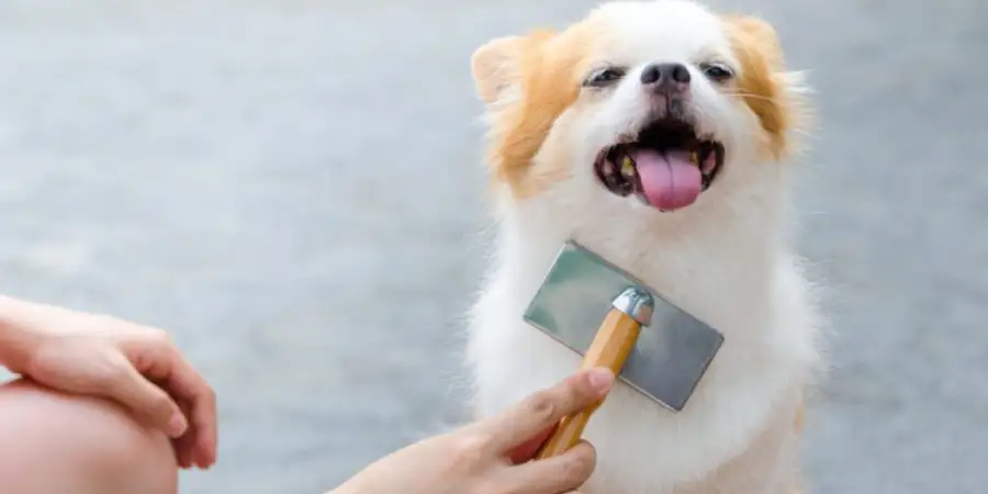 How to Manage Your Dog’s Shedding Problem: Easy Tips for a Cleaner Home