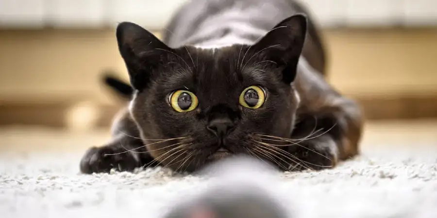 How to Solve Common Cat Behavior Problems at Home