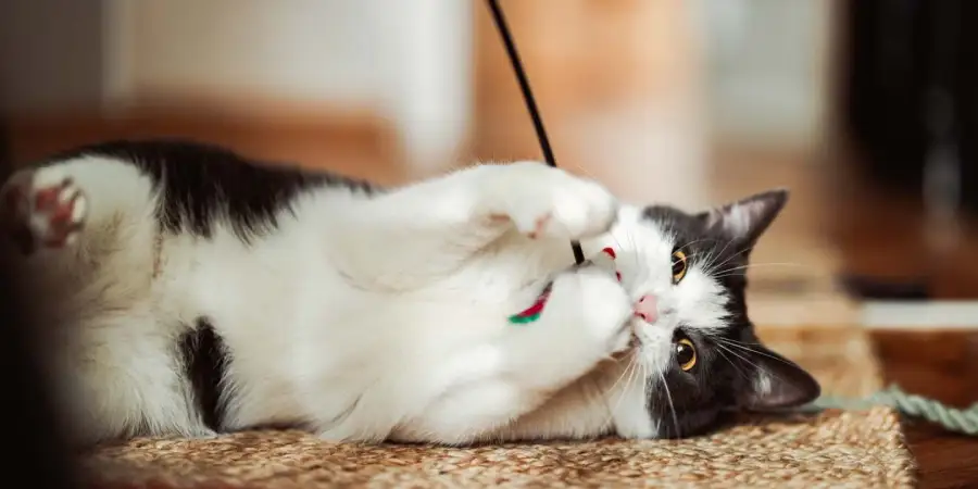 Science-Backed Benefits of Owning a Cat for Your Well-being