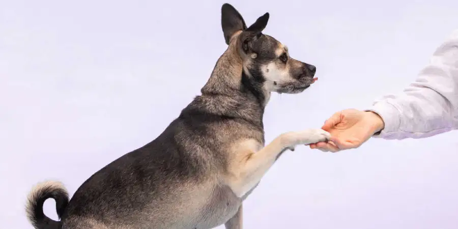 Signs Your Dog Needs More Socialization and How to Help