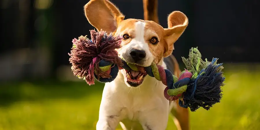 The Best Exercises for Indoor Dogs and Cats