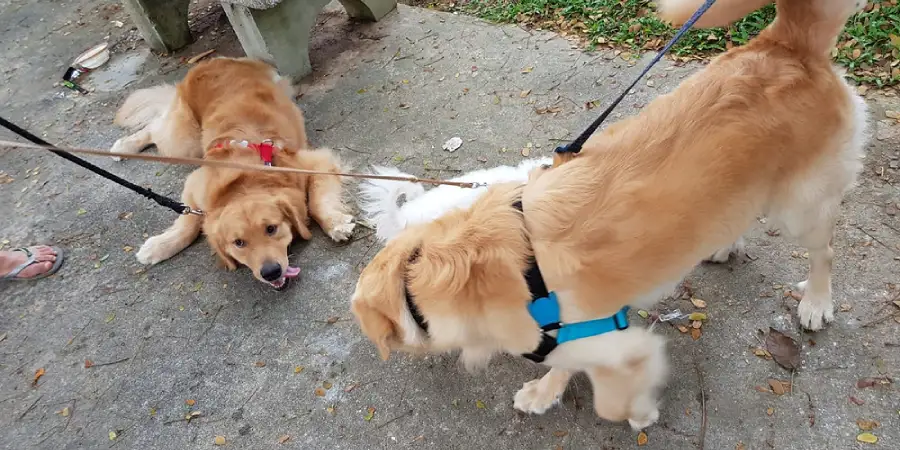 Understanding Your Pet’s Body Language and Signals