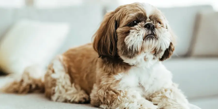 Why Shih Tzus Are Perfect for Apartments and Families in India