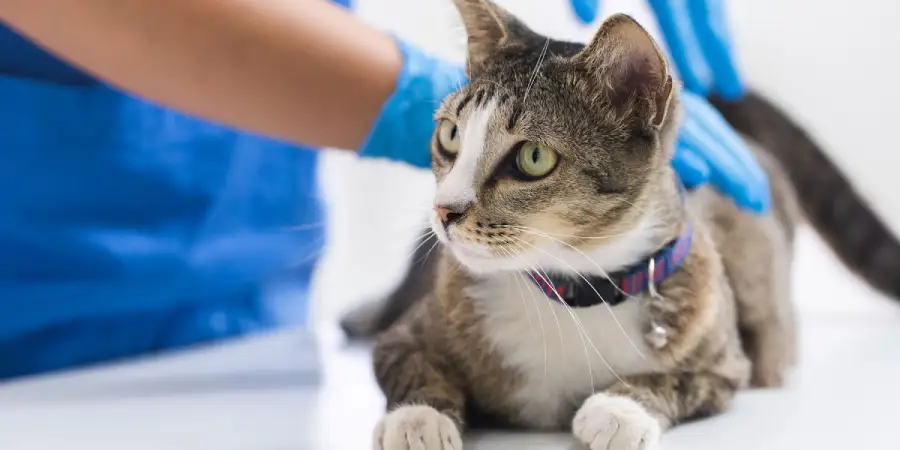Why Your Cat Needs Regular Vet Visits