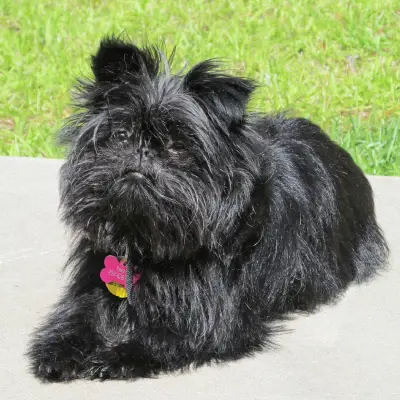 Buy Affenpinscher Puppies For Sale in Chandigarh