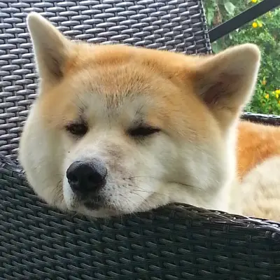 Buy Akita Puppies For Sale in Chandigarh