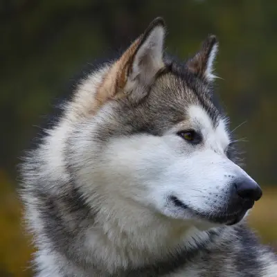 Buy Alaskan Malamute Puppies For Sale in Chandigarh