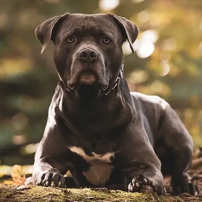 Buy American Bully Puppies For Sale in Chandigarh