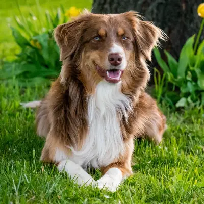 Buy Australian Shepherd Puppies For Sale in Chandigarh