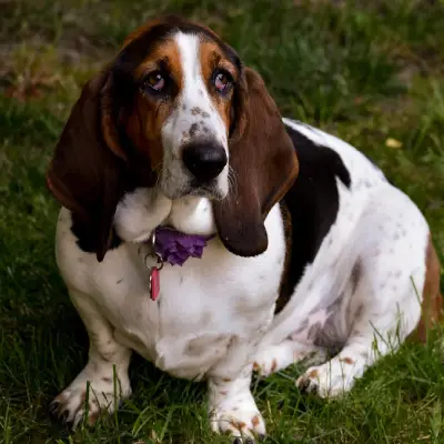 Buy Basset Hound Puppies For Sale in Chandigarh