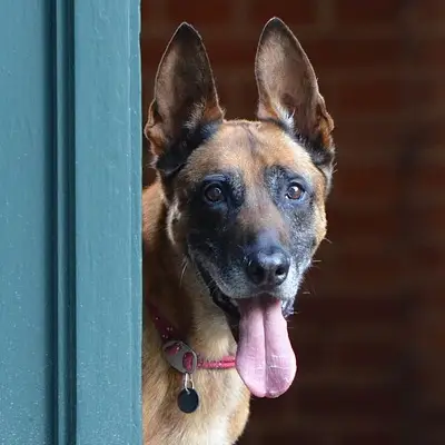 Buy Belgian Malinois Puppies For Sale in Chandigarh