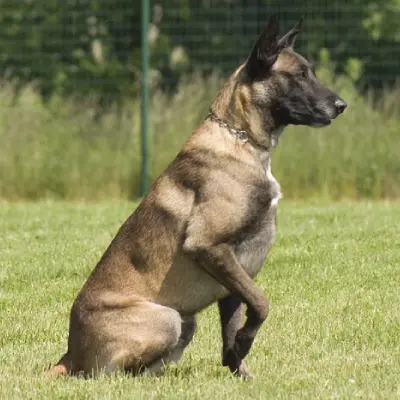 Buy Belgian Shepherd Puppies For Sale in Chandigarh