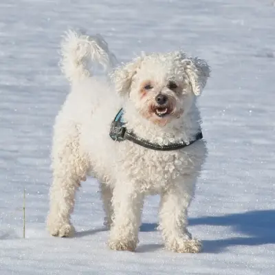 Bichon Frise Puppies for sale in India