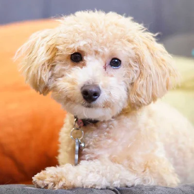 Buy Bichonpoo  Puppies For Sale In Goa