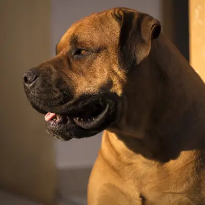 Buy Boerboel Puppies For Sale in Chandigarh