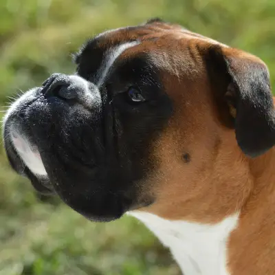 Buy Boxer Puppies For Sale in Chandigarh