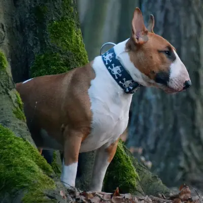 Buy Bull Terrier Puppies For Sale in Chandigarh