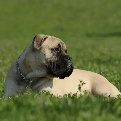 Buy Bullmastiff Puppies For Sale in Chandigarh