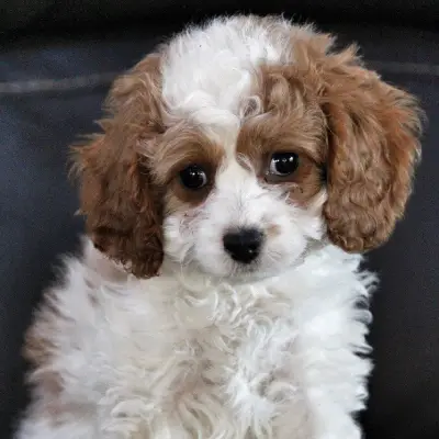 Cavapoo Puppies for sale in India