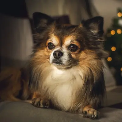 Buy Chihuahua Puppies For Sale in Chandigarh