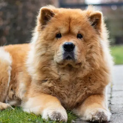 Buy Chow Chow Puppies For Sale in Chandigarh