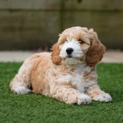 Buy Cockapoo  Puppies For Sale In Goa