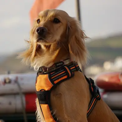 Buy Cocker Spaniel Puppies For Sale in Chandigarh