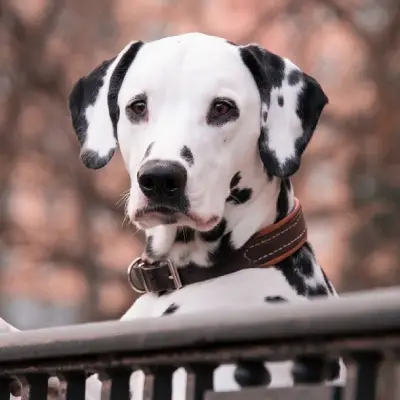 Buy Dalmatian Puppies For Sale in Chandigarh