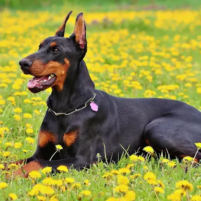 Buy Doberman Puppies For Sale in Chandigarh