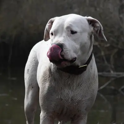 Buy Dogo Argentino Puppies For Sale in Chandigarh