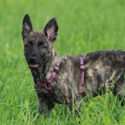 Buy Dutch Shepherd Puppies For Sale in Chandigarh