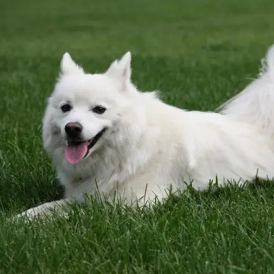 Buy American Eskimo Puppies For Sale in Chandigarh