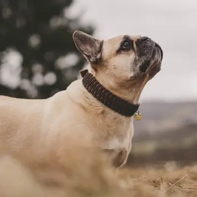 Buy French Bulldog

 Puppies For Sale in Chandigarh