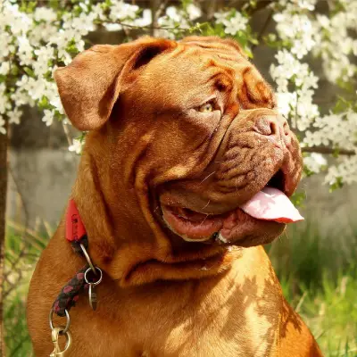 Buy French Mastiff Puppies For Sale in Chandigarh