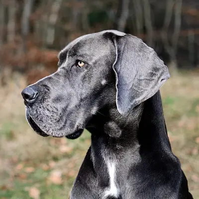 Buy Great Dane Puppies For Sale in Chandigarh