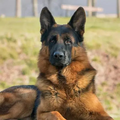 German Shepherd Puppies for sale in India