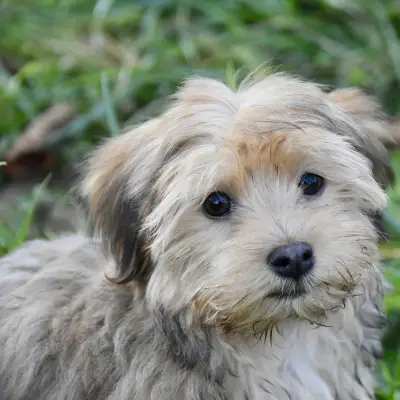 Buy Havanese Puppies For Sale in Chandigarh
