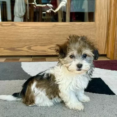 Buy Havapoo  Puppies For Sale In Goa