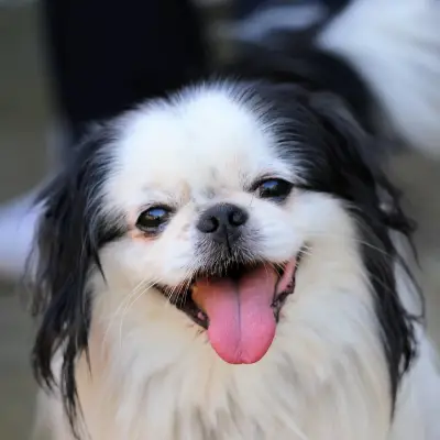 Buy Japanese Chin Puppies For Sale in Chandigarh