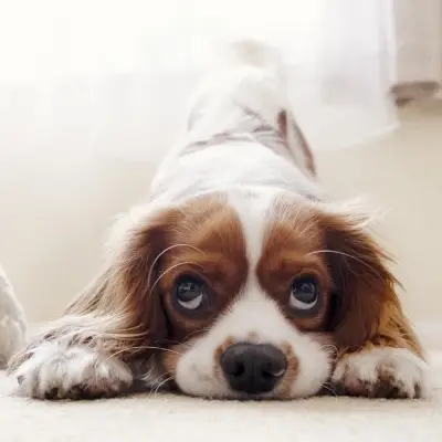 Buy Cavalier King Charles Spaniel Puppies For Sale in Chandigarh