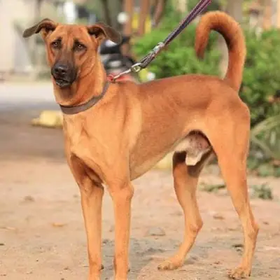 Buy Kombai Puppies For Sale in Chandigarh