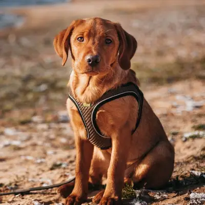 Buy Labrador Puppies For Sale in Chandigarh