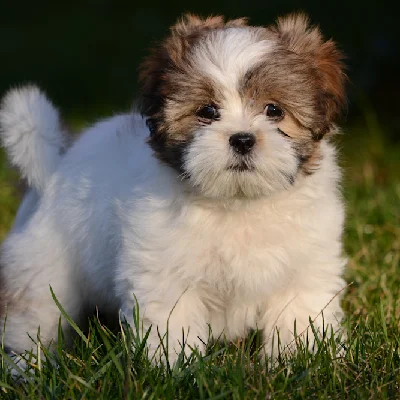 Buy Lhasapoo  Puppies For Sale In Goa