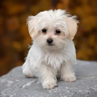 Buy Maltese Puppies For Sale in Chandigarh