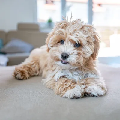 Maltipoo Puppies for sale in India