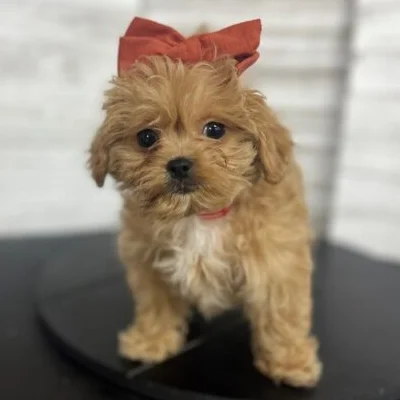 Buy Peekapoo  Puppies For Sale In Goa