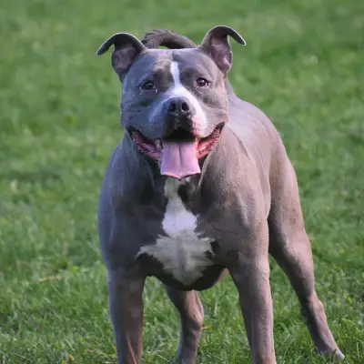 Buy Pitbull Puppies For Sale in Chandigarh