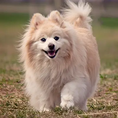 Buy Pomeranian Puppies For Sale in Chandigarh